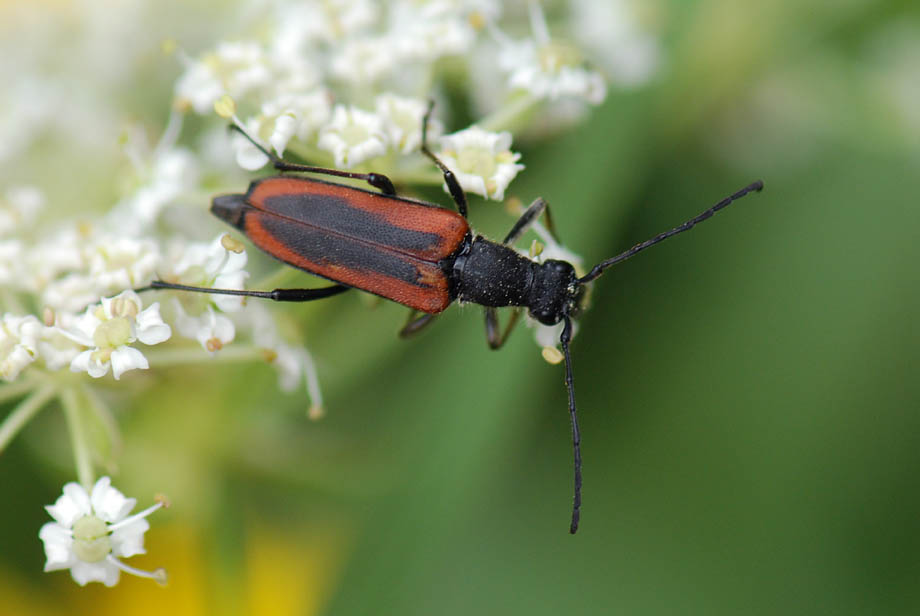 Stenurella melanura? No, Anastrangalia dubia